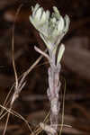 Bighead pygmycudweed